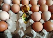 Miris..!, Sejumlah E-Warong Di Kabgor Terima Pasokan Telur Busuk Dari Cv. Rahmat Jaya