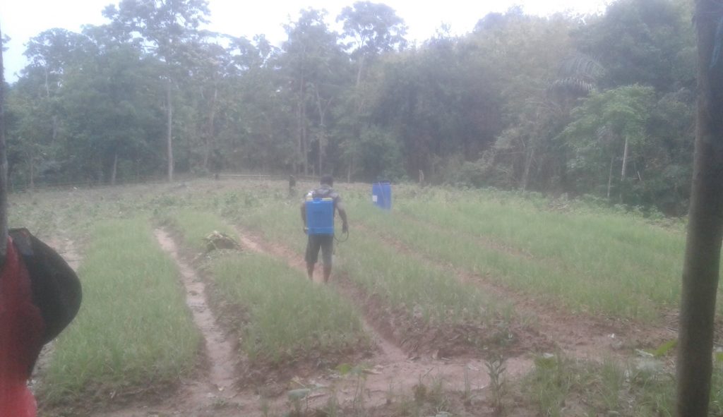 Demplot DPC-PKB Kabupaten Gorontalo, Gunakan Pupuk Organik Eco Farming