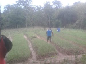 Demplot DPC-PKB Kabupaten Gorontalo, Gunakan Pupuk Organik Eco Farming