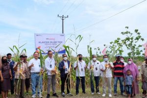 Kunjungi Gorontalo, Pimpinan Wilayah BRI Manado Temui Cluster Petani Binaan BRI Unit Wonosari Kanca Limboto