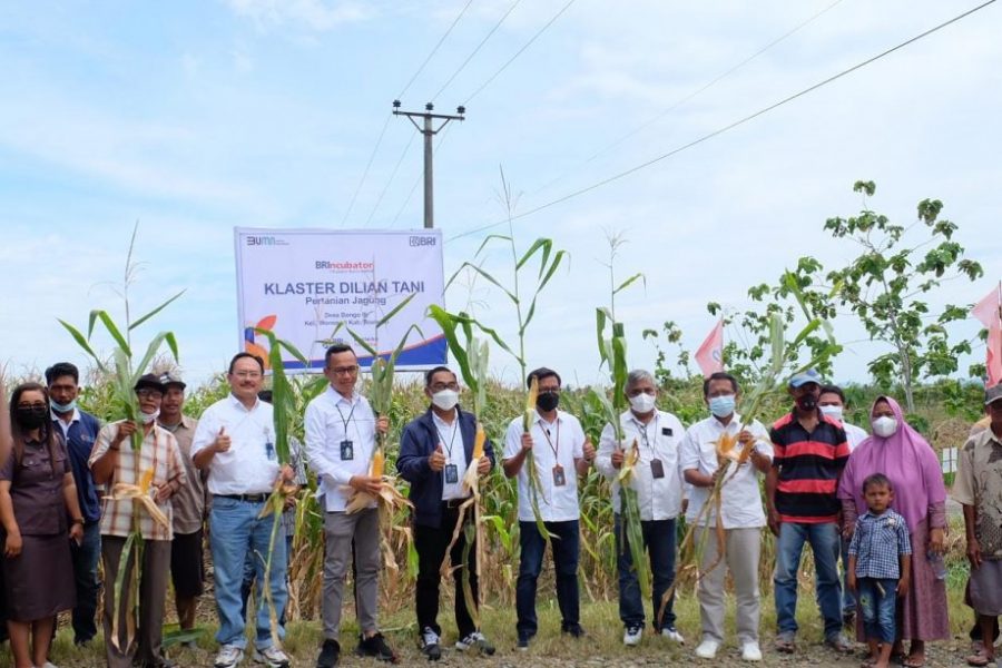 Kunjungi Gorontalo, Pimpinan Wilayah BRI Manado Temui Cluster Petani Binaan BRI Unit Wonosari Kanca Limboto