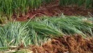 Angkat Bicara Terkait Serai Wangi, Risno Yusuf: Jika Pemerintah Dan DPRD Menolak Kami Pindahkan Program