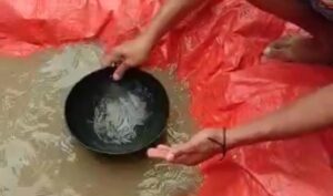 Viral Video, Emas Bermunculan di Pesisir Pantai Paguat