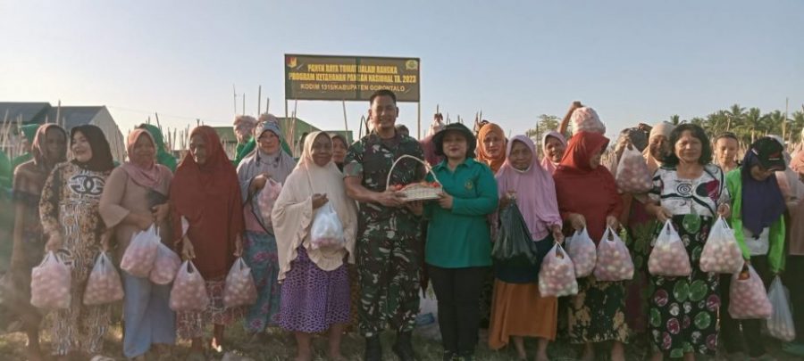Kodim 1315/ Kabupaten Gorontalo Bersama Warga Desa Tabongo Panen Raya Tomat