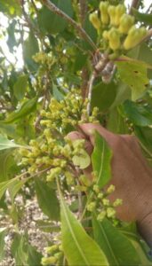 Harga Cengkeh Anjlok, Petani Di Gorontalo Menjerit: Pemerintah Harus Turun Tangan