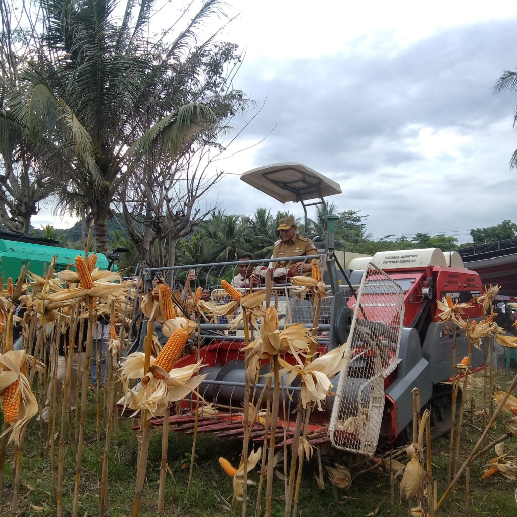 Harga Jagung Capai Rp5.500, Gubernur Gorontalo Ingatkan Petani Soal Kadar Air