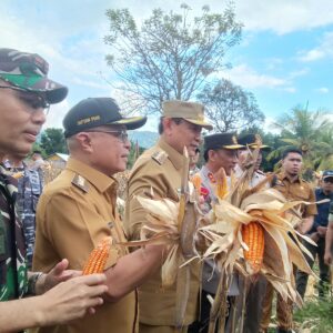 Gubernur Gorontalo Panen Jagung, Dorong Swasembada Pangan Indonesia