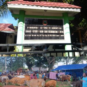 Jelang Idul Adha, DPKH Kabupaten Gorontalo Nyatakan Hewan Kurban Bebas PMK