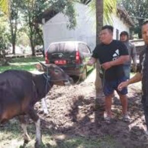 Pemkab Gorontalo Salurkan 21 Ekor Hewan Kurban ke Sejumlah Masjid pada Perayaan Iduladha 2025
