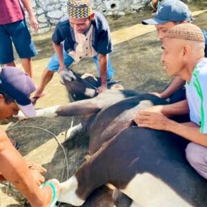 Sambut Iduladha 2025, 3.012 Hewan Kurban Disembelih di Kabupaten Gorontalo