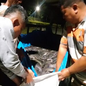 Dukung Peran Saka Nasional 2025, Pemcat Telaga Biru Lepas 1.200 Ekor Ikan Lele